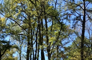 tall Texas trees with blue sky