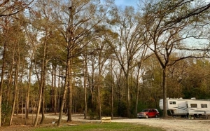 trees with RV parked