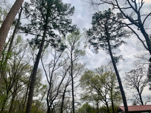 Treetops at Songbird RV Park near Palestine TX