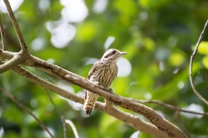 Pygmy woodpecker find the insect - Songbird RV Park 2